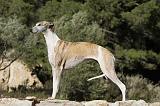 WHIPPET 161
